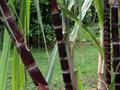 Saccharum officinarum